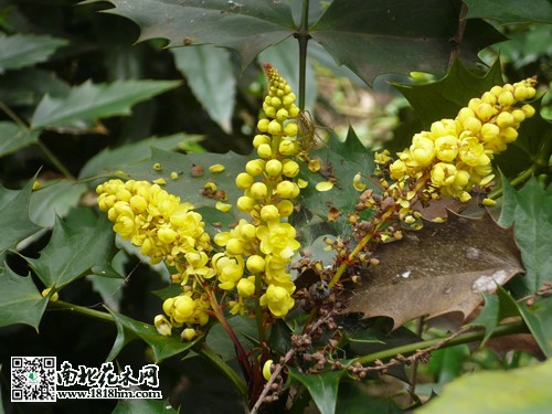 带你全面认识十大功劳