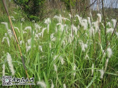 白茅根的作用及功效