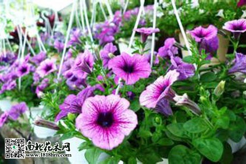 家庭养花实用小知识