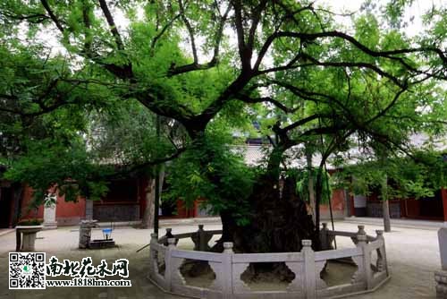 河北:定州东坡双槐入选中华人文古树保护名录