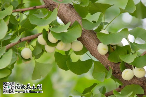银杏树作旅游植物资源或将迎新契机