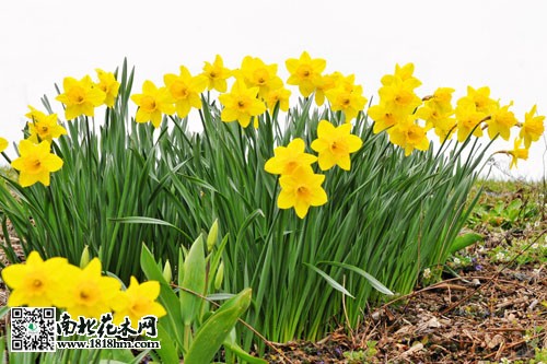 水仙花养殖小知识