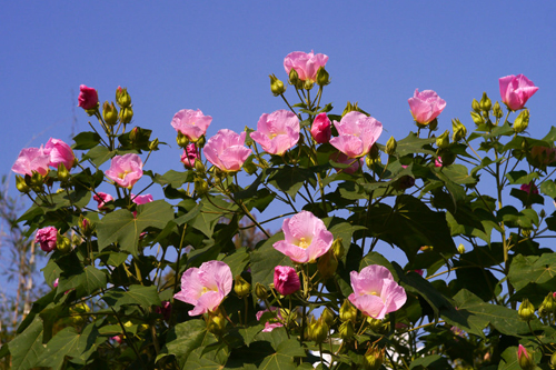 木芙蓉的花期|木芙蓉图片
