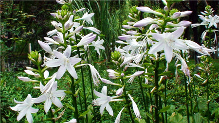 玉簪花花语