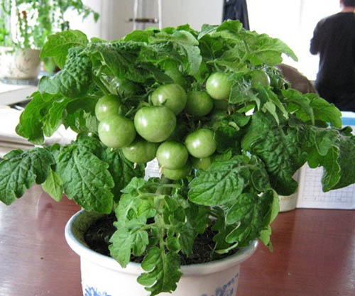 然而,盆栽蔬菜相对于普通蔬菜略高,一盆大多在60元左右,标签上均