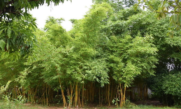 凤尾竹的养殖注意事项介绍