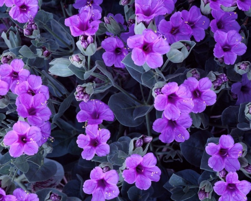 Ļ|ͼƬ