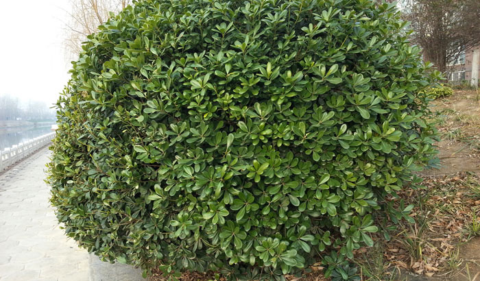 绿植海桐的养殖方法和注意事项讲解