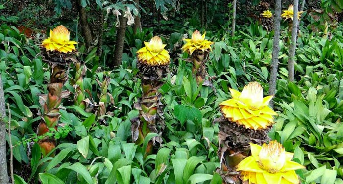 提要             地涌金莲为多年生草本植物,又叫千瓣莲花,地金莲等