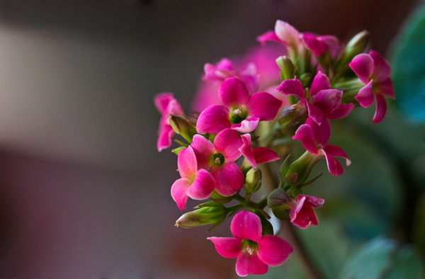 长寿花花语