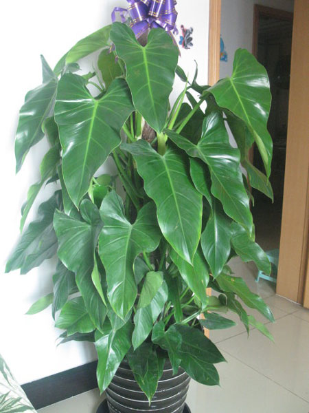 绿宝石植物