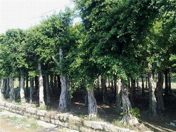 小叶榕树