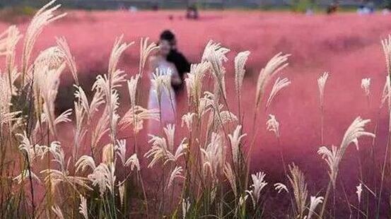 粉黛乱子草花海