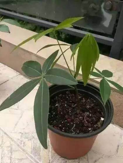 剪一根枝条简单几步教你完成发财树鸭掌木的繁殖
