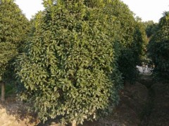 供应桂花树|桂花树价格图3