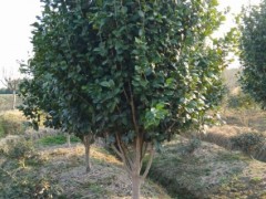 供应茶花|茶花价格图3