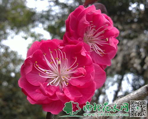 花桃1