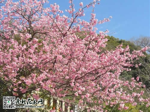 日本樱花图片