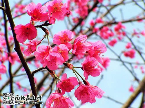 山樱花图片