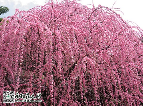 垂枝樱花图片