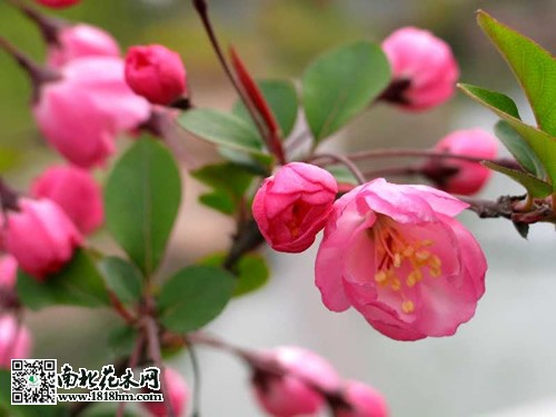 红花高盆樱桃图片