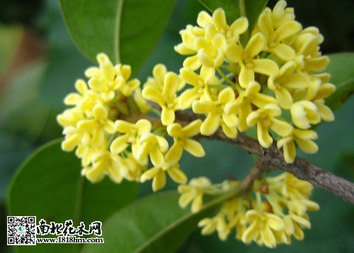 桂花树的作用与功效