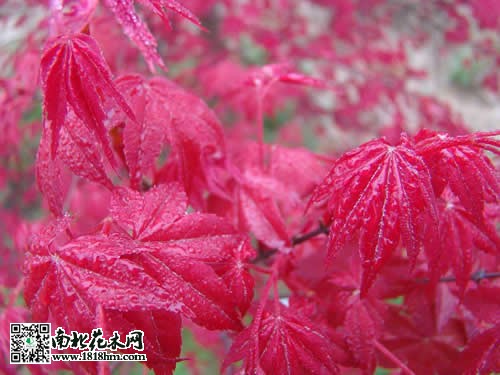 红枫树3