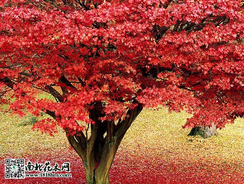 红枫树4