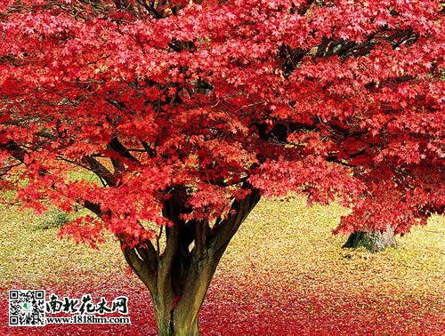 红枫树4
