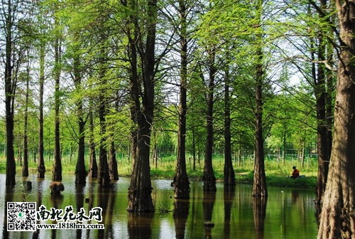 池杉图片