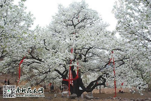 500年梨树开花