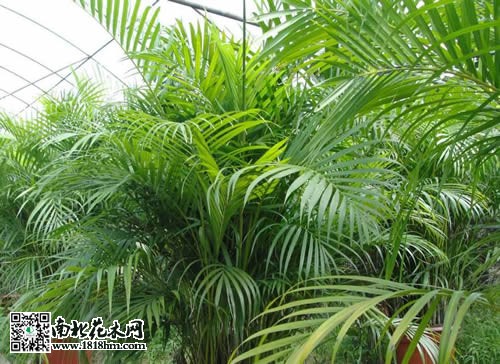 散尾葵的养殖方法