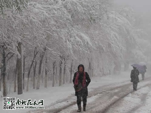 乌鲁木齐4月飞雪