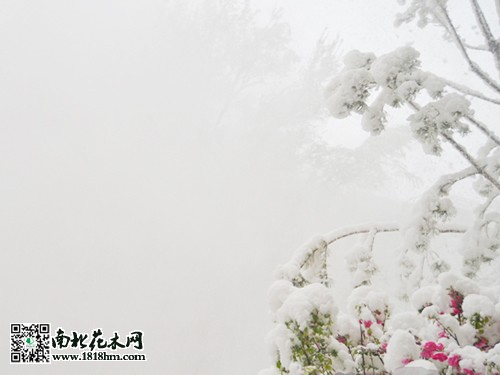 乌鲁木齐4月飞雪3