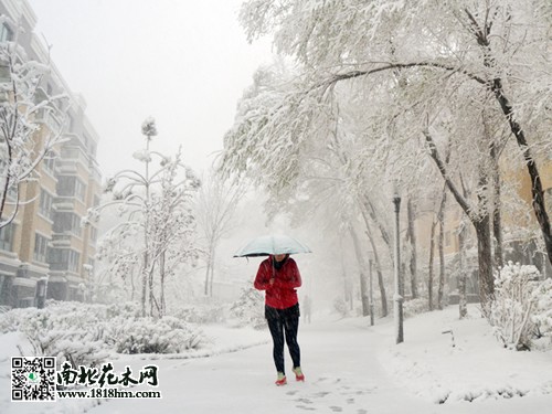 乌鲁木齐4月飞雪4