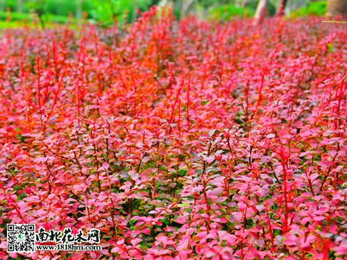 红叶小檗图片2