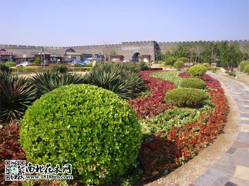 红叶小檗图片3