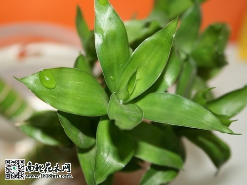 富贵竹褐斑病治疗方法