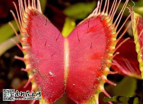 捕蝇草的养殖方法及技2