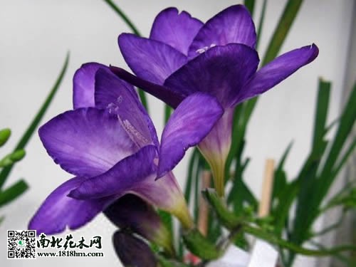 小苍兰图片