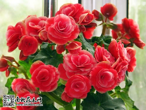 丽格海棠图片及介绍