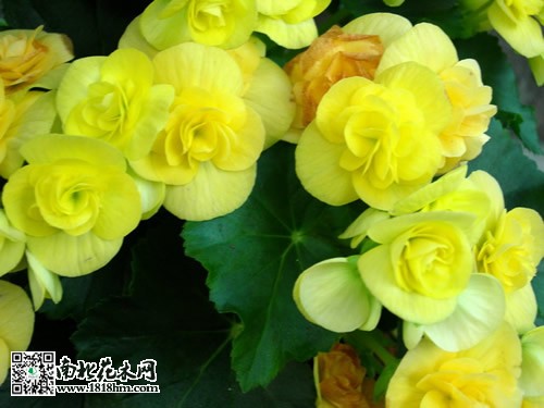 丽格海棠图片及介绍3