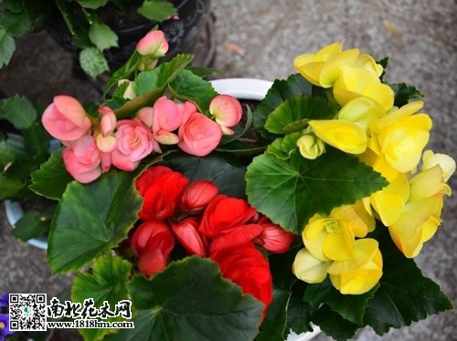 丽格海棠图片及介绍4