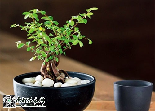 迷你微盆栽推荐2