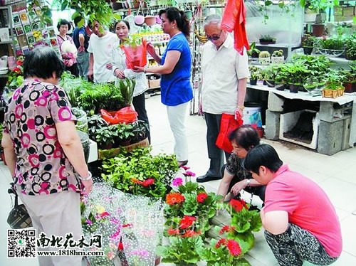 盆栽花卉市场