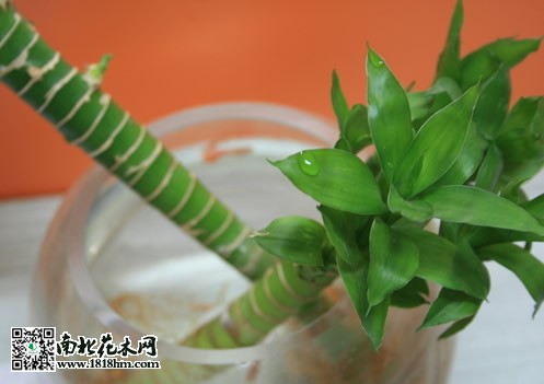 富贵竹