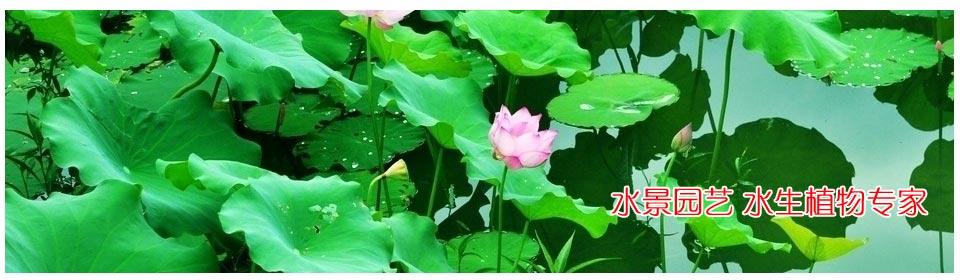 水生鸢尾开什么颜色的花朵