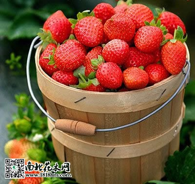 草莓不结果的原因