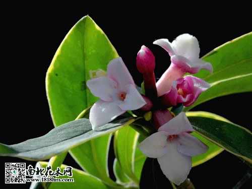 金边瑞香简介及养殖方法