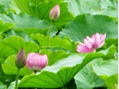 荷花|荷花价格图2